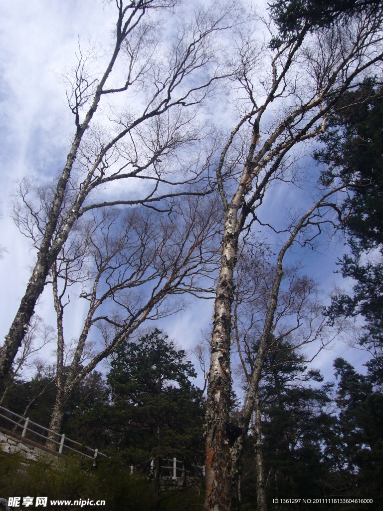 秦岭山间白桦树