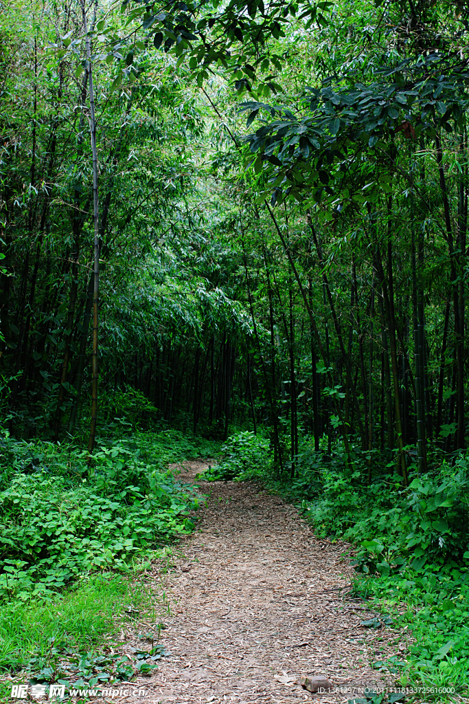 秦岭山间小路