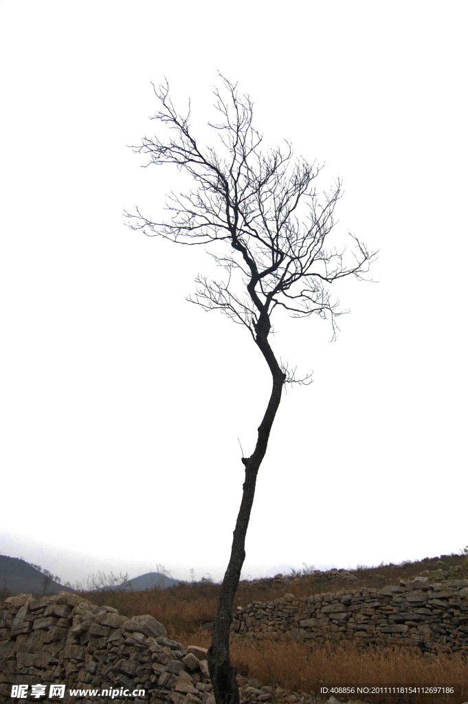 深秋 柿子树
