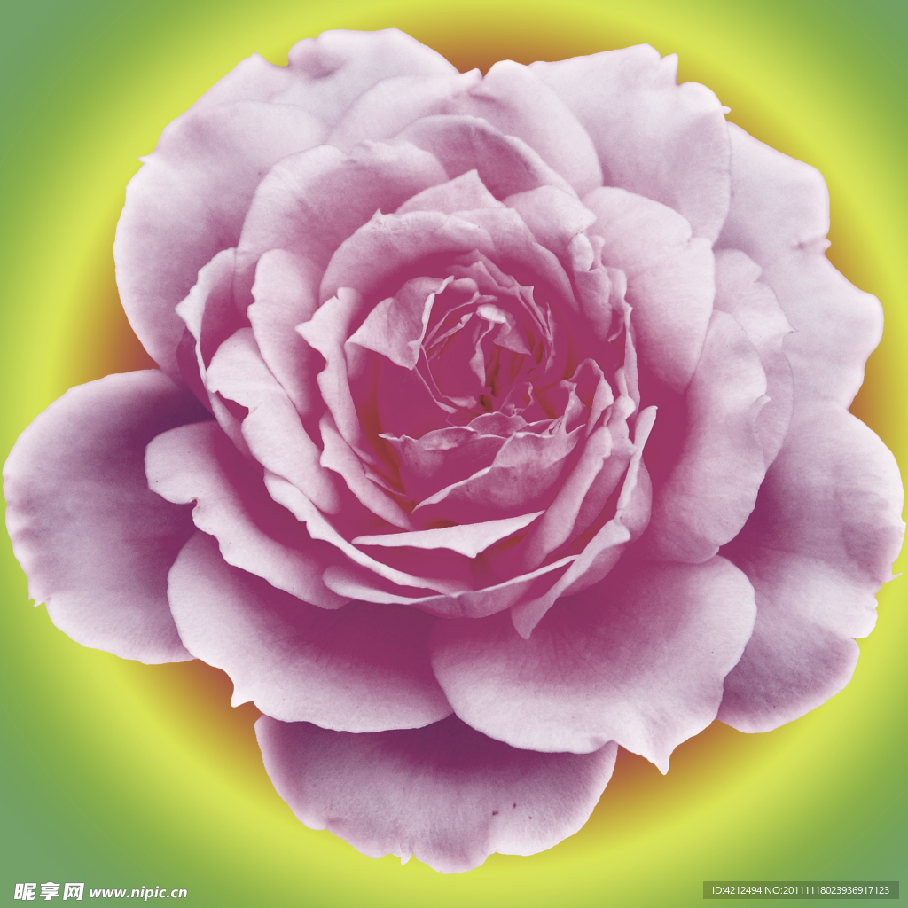 玫瑰花