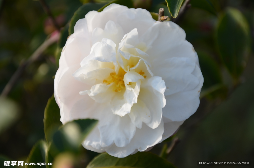 山茶花