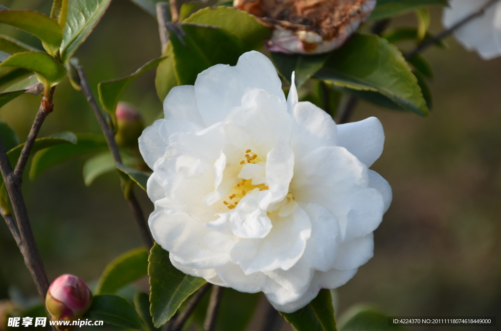 山茶花