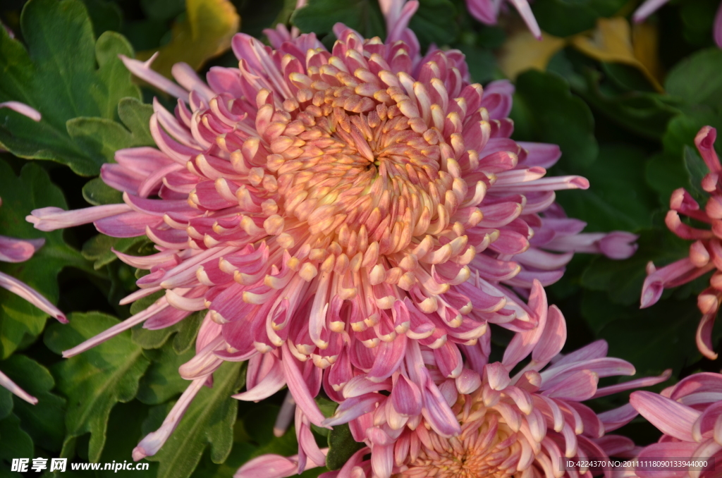 菊花
