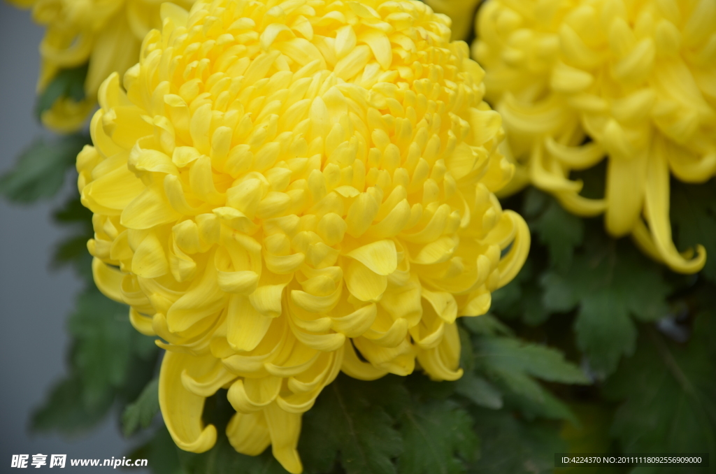 菊花