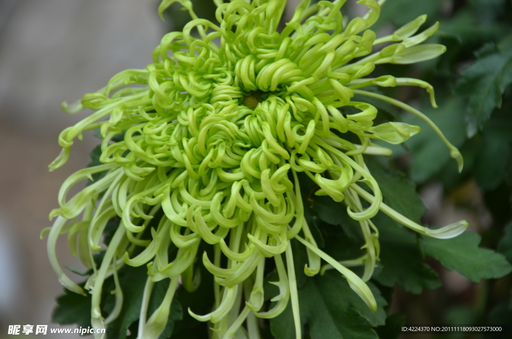 菊花