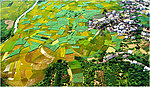 田园