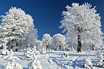 雪原林海