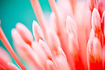 花的特写