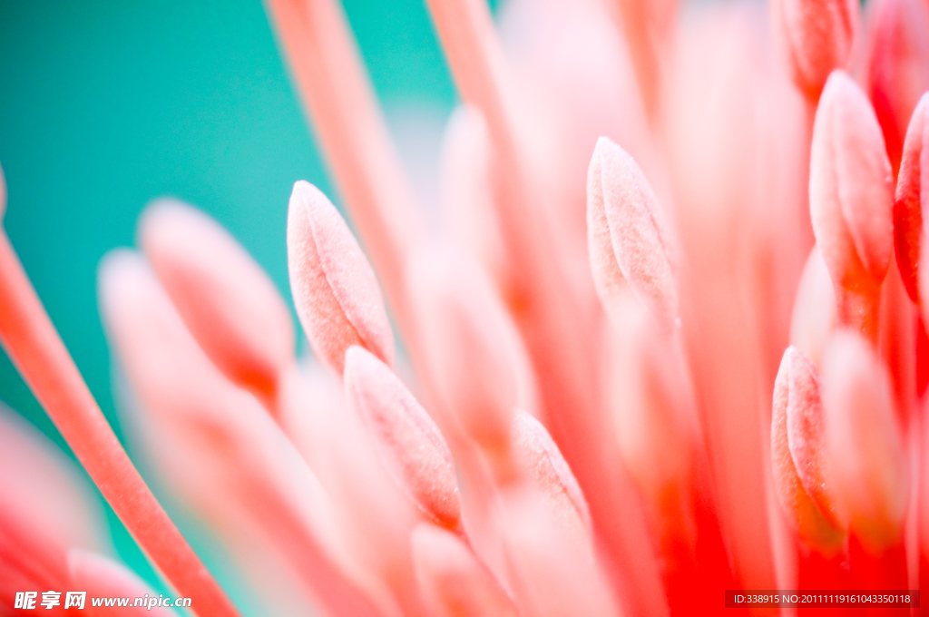 花的特写