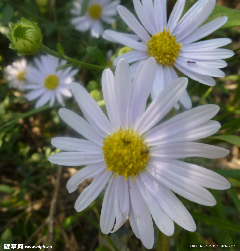 白花