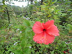 扶桑花