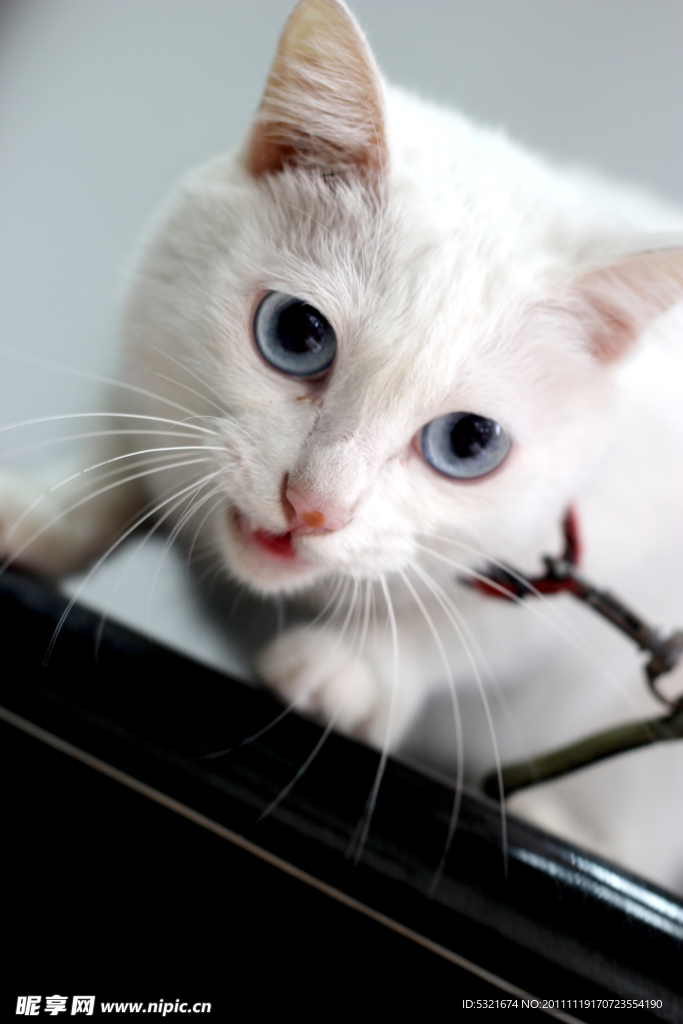 猫咪