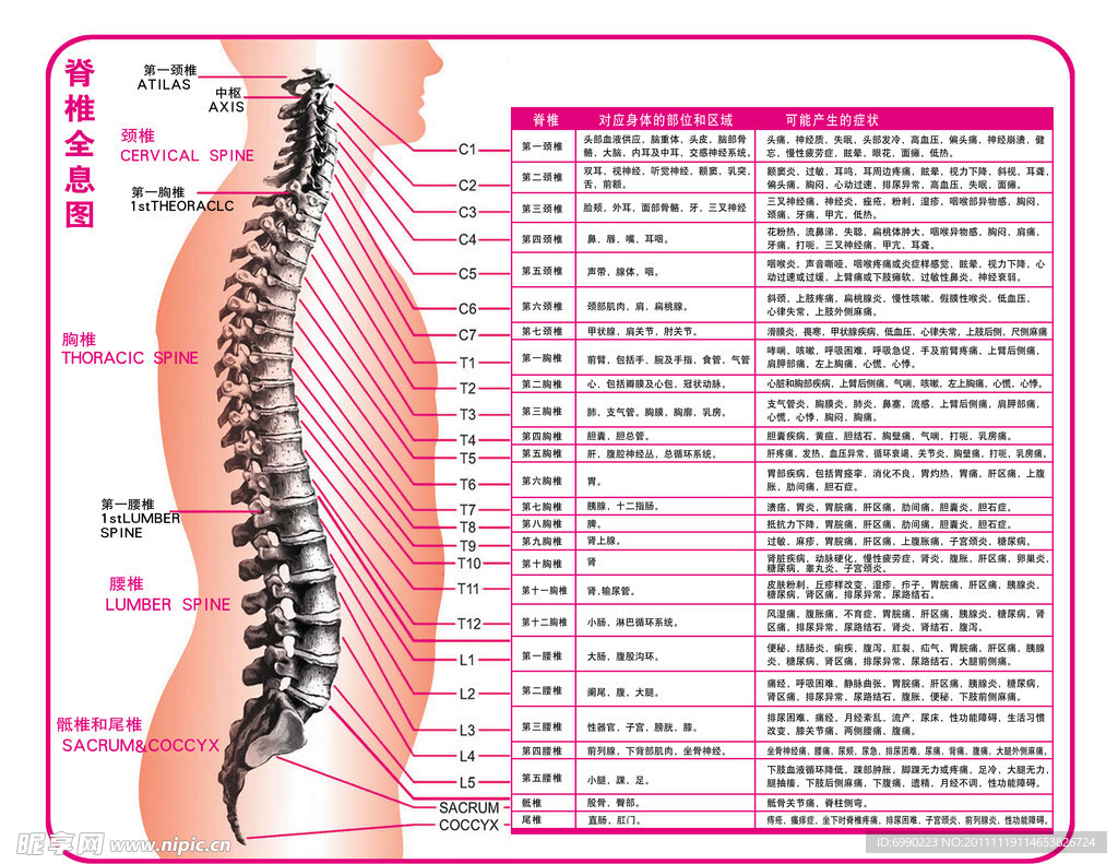 脊椎全息图