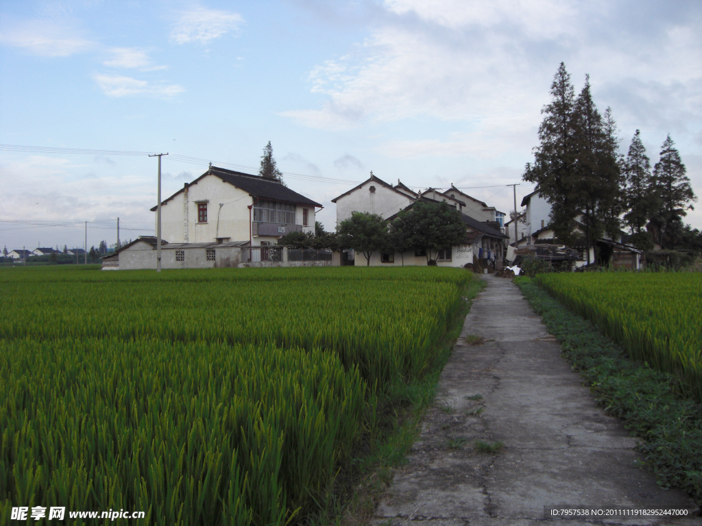 田野
