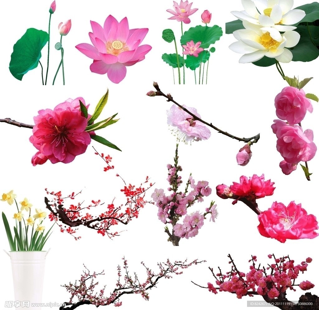 鲜花素材