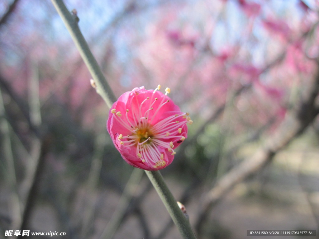 一枝花