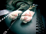 猫脚掌