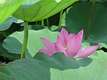 羞荷