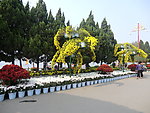 菊花造型松树