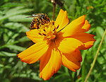 花与蜜蜂