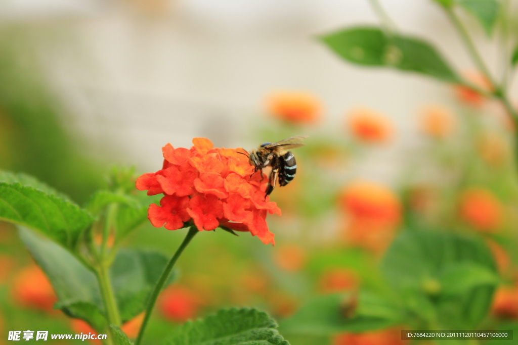 蜜蜂站在花朵上