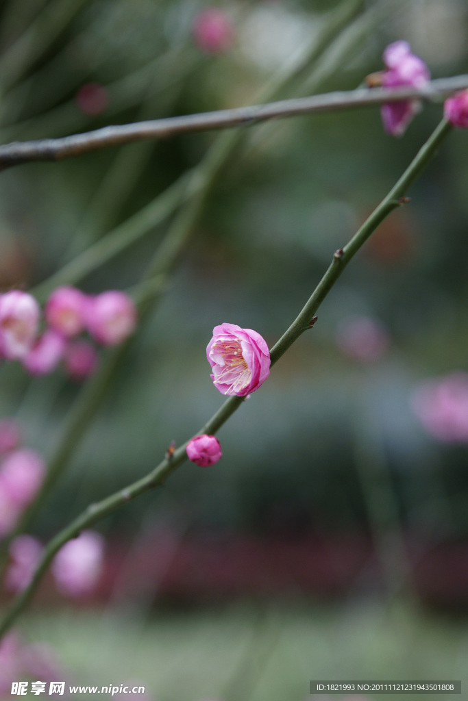 梅花
