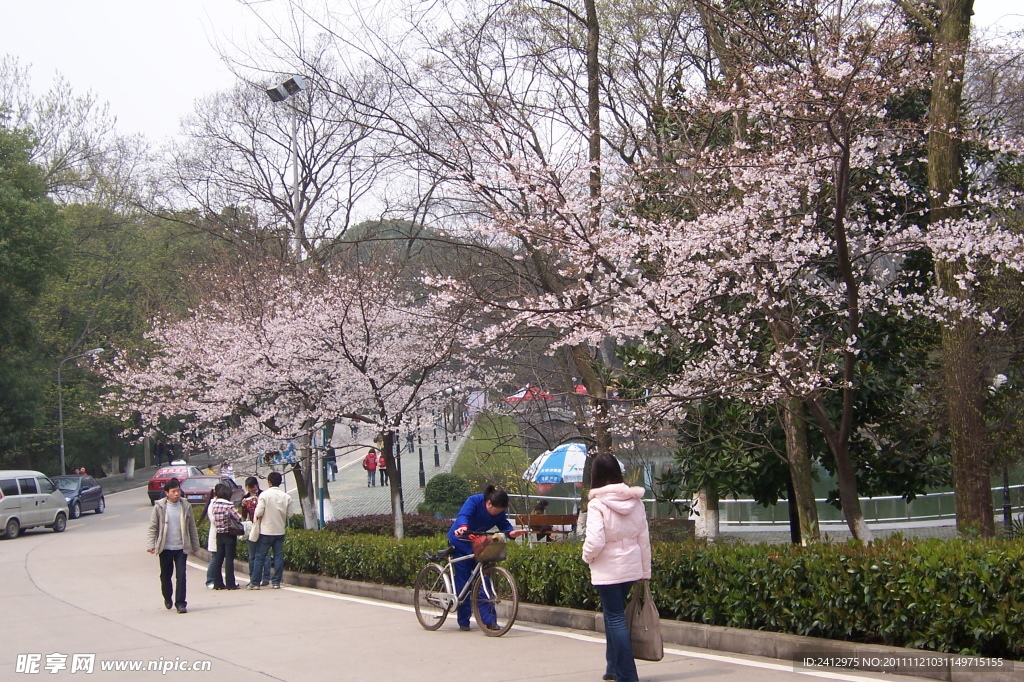 武汉大学樱花