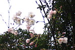 武汉大学樱花