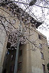武汉大学樱花