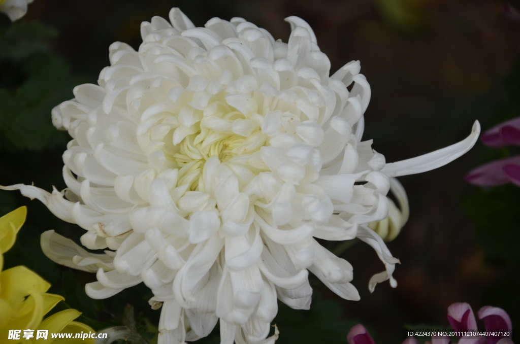 菊花