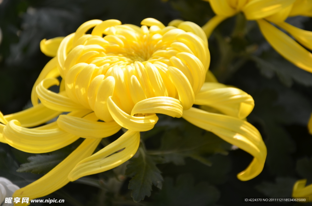 菊花