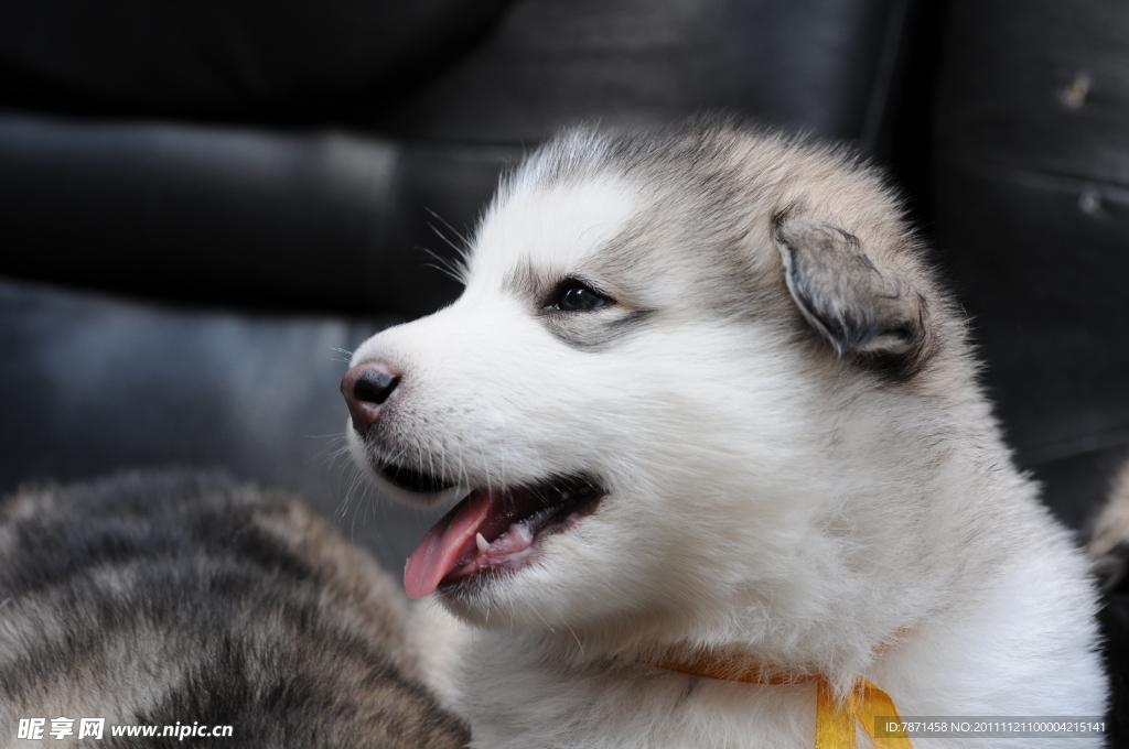 阿拉斯加幼犬