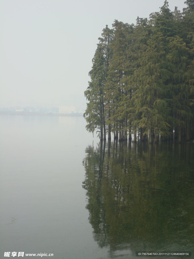 水杉树