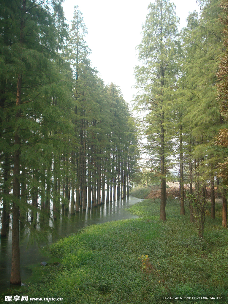 水杉树