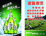青岛纯生 啤酒