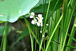 小白花
