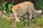 猫咪