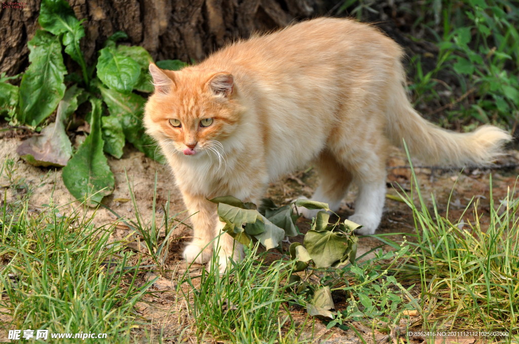 猫咪