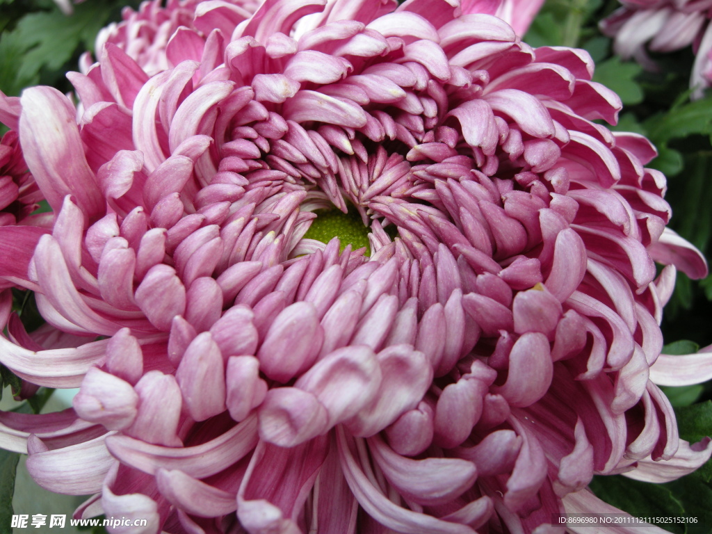 菊花