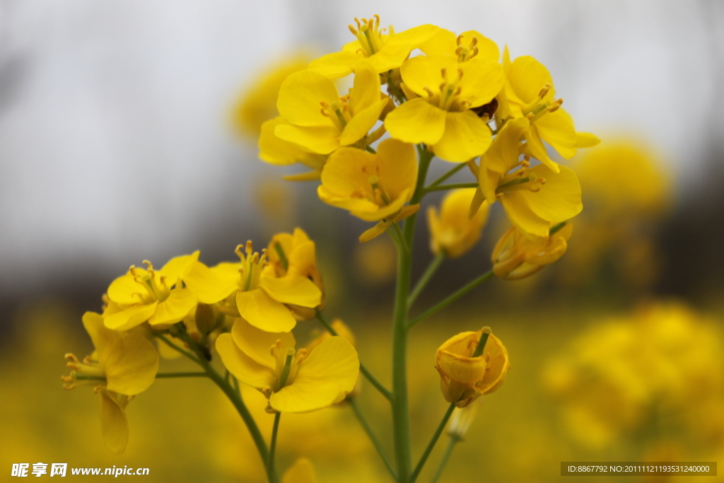 油菜花