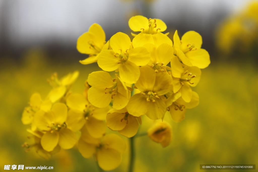 油菜花