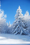 冬季雪景