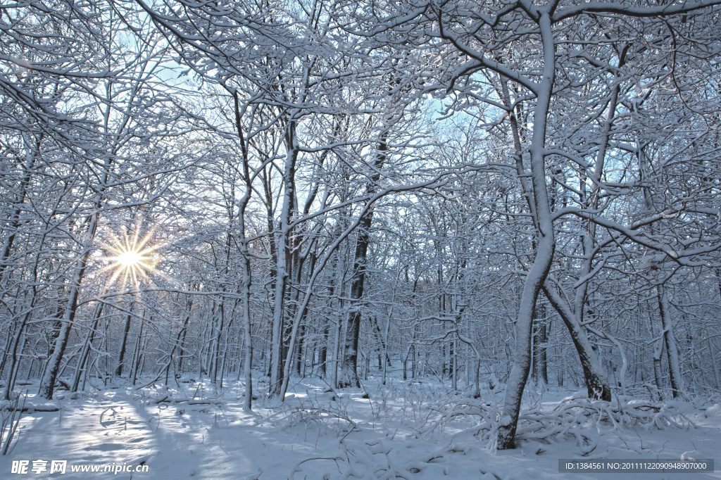 树林冬季雪景