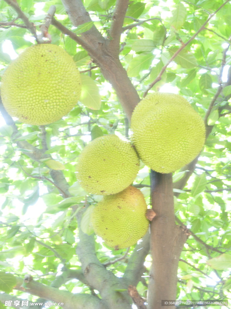 树菠萝 菠萝蜜
