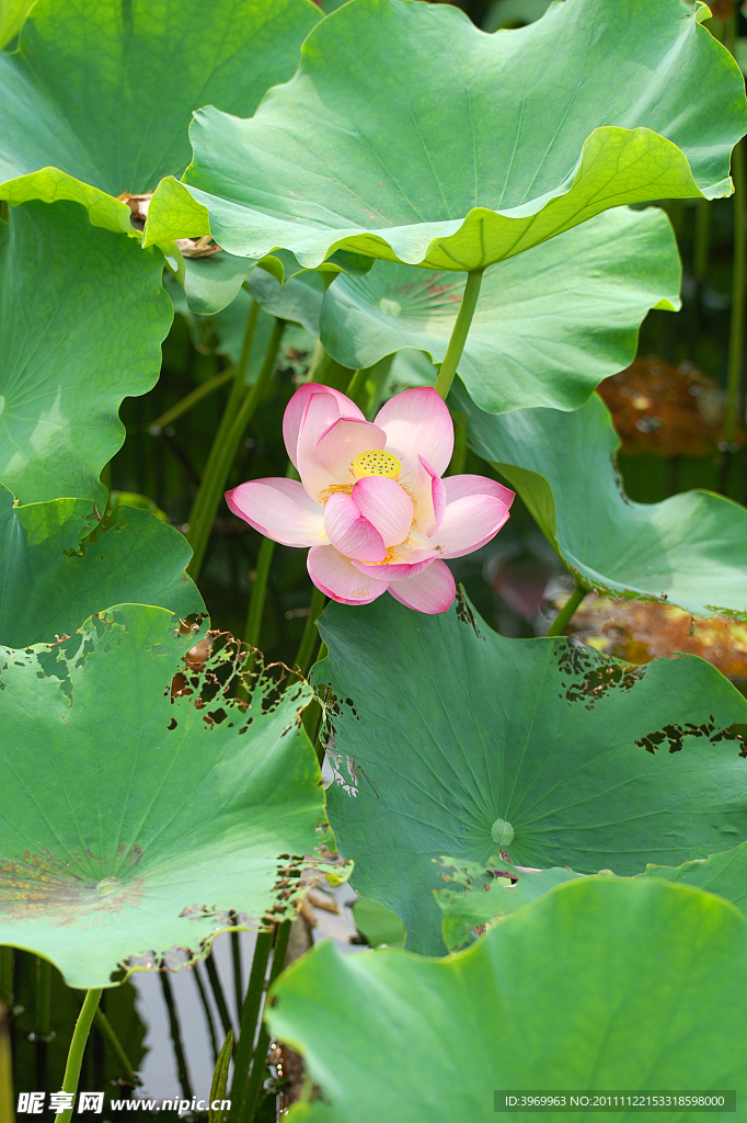 荷花
