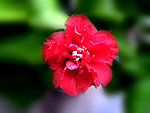 花卉