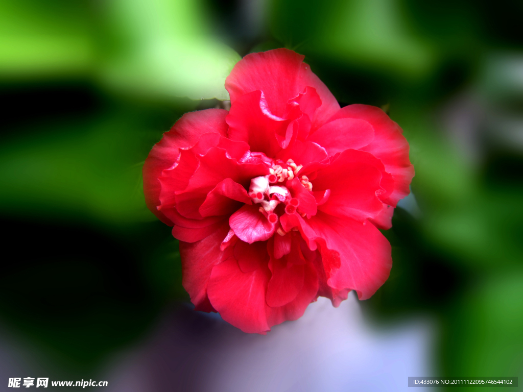 花卉
