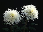 花卉