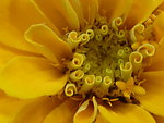 花蕊