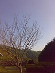 光光的树枝